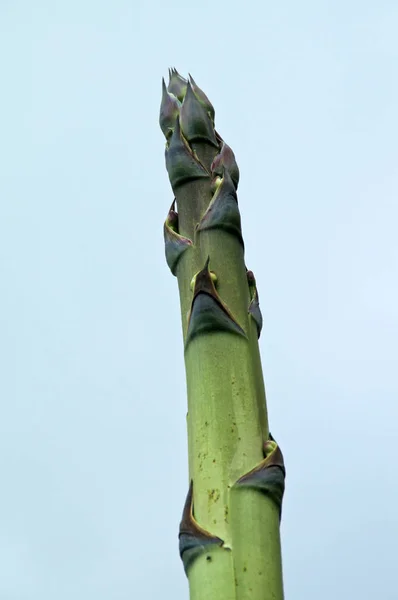 Gökyüzüne karşı Agave çiçek SAP üst — Stok fotoğraf