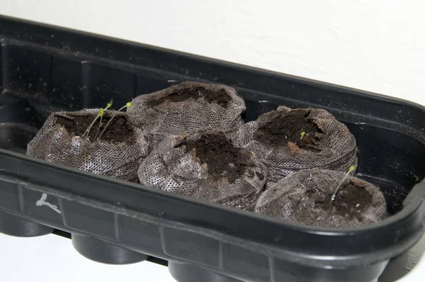 Unga kattmynta plantor som växer i organiska torv skida inomhus — Stockfoto