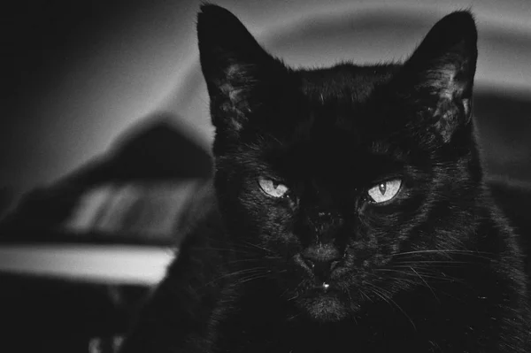 Średnia patrząc czarny kot twarz — Zdjęcie stockowe
