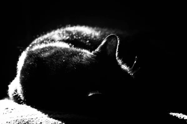Abstrakcyjny obraz czarnego kota spanie w słońcu — Zdjęcie stockowe