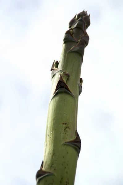 Primer plano de la parte superior del tallo de la flor de agave —  Fotos de Stock