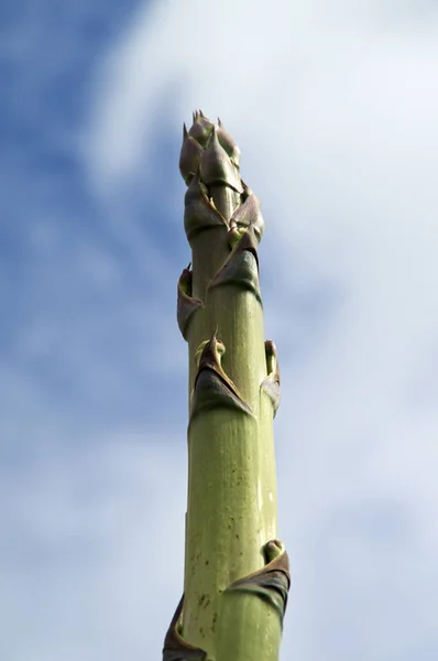 Tallo de agave brotando flores —  Fotos de Stock