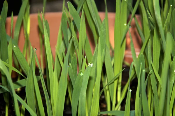 Närbild av catgrass växer i container utomhus med morgon — Stockfoto