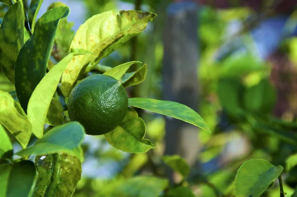 Fruto verde que cresce na árvore de visco — Fotografia de Stock