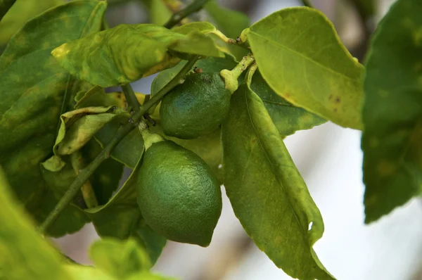 Duas limas chave que crescem na árvore de fruto — Fotografia de Stock