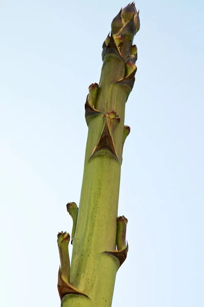 Green and red agave flower stalk — Stock Photo, Image