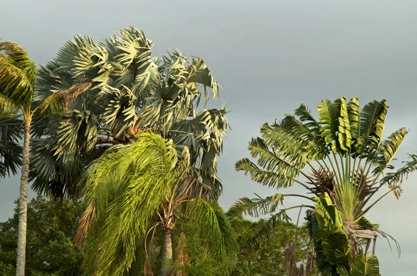 Пальмы, дующие на ветру — стоковое фото