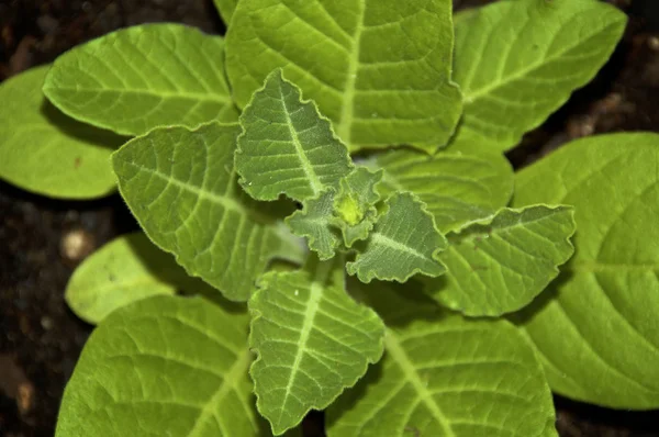 Young nicotiana alata plant growing in pot — Stock Photo, Image