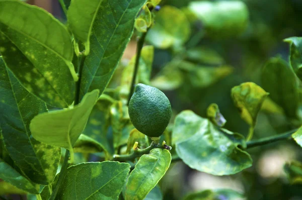 Limão chave jovem que cresce na árvore de fruto — Fotografia de Stock