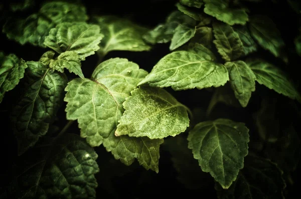 Κοντινό στο Πογκόστεν καβλίν πατσουλί φυτικά φύλλα — Φωτογραφία Αρχείου