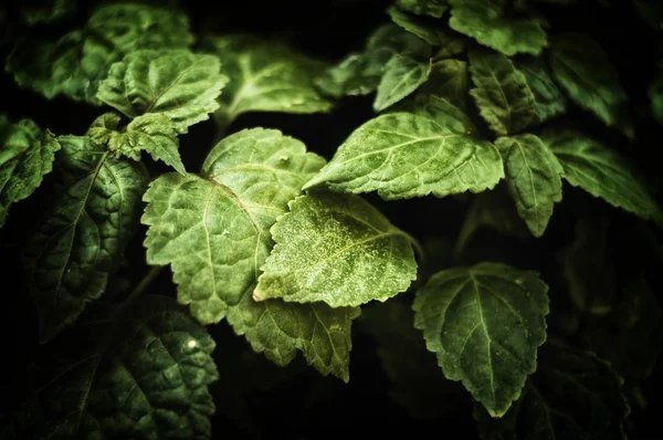 Pogostemon cablin patchouli bitki yaprakları yakın