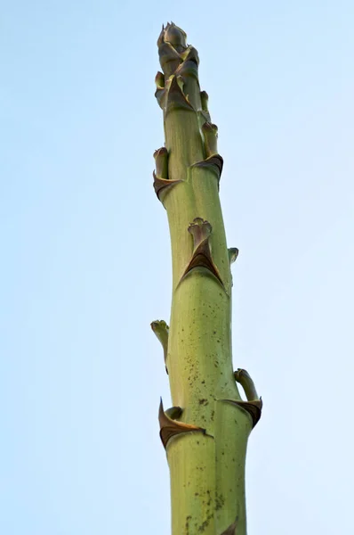 Büyük agav çiçek sapı üstüne bakarak — Stok fotoğraf