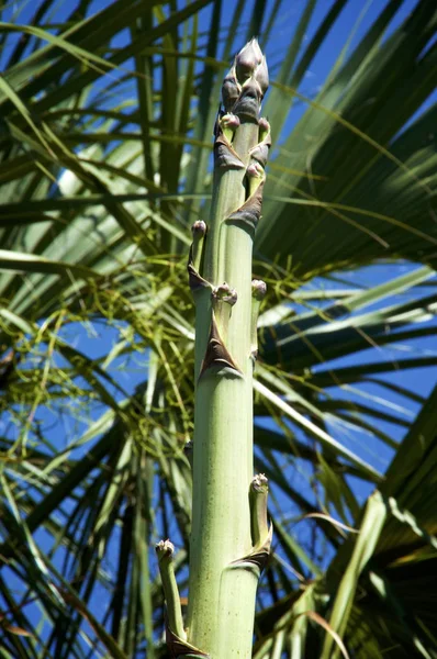 Parte superior del tallo de la flor de agave grande contra las palmas —  Fotos de Stock