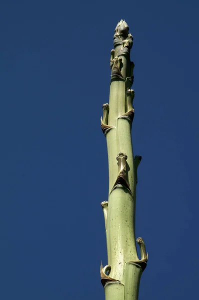 Neobvyklá Velká Agave květinová stopka proti modrému nebi — Stock fotografie