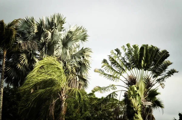 Stiliserade palmträd blåser i vinden — Stockfoto