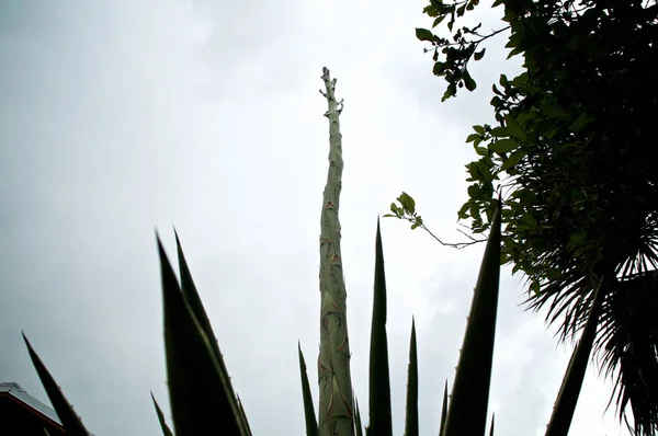 Ground level view of large agave flower stalk — Stock Photo, Image