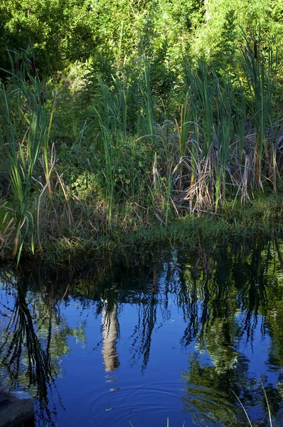 Pequeño estanque con bosque cubierto — Foto de Stock
