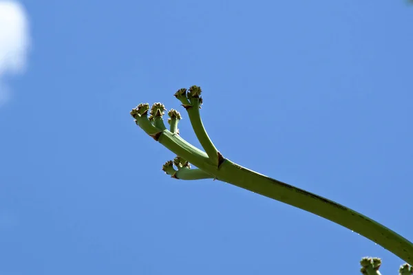 尖和刺花茎的龙舌兰植物 — 图库照片