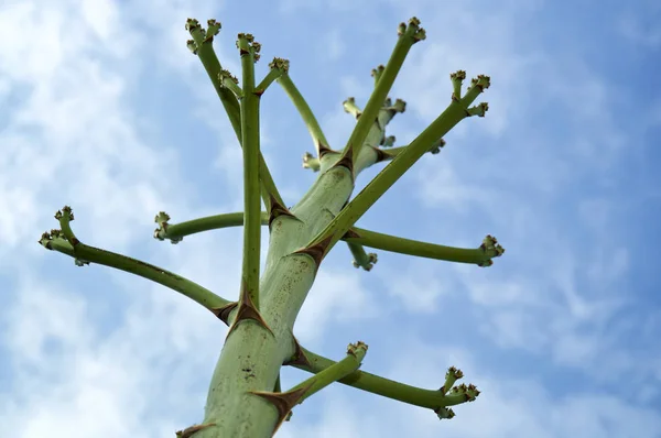 Ramas de tallo de flor de agave grande inusual —  Fotos de Stock
