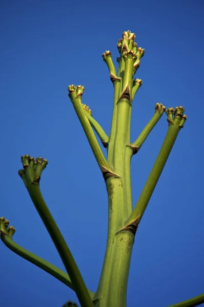 На вершине большого стебля агавы на закате — стоковое фото