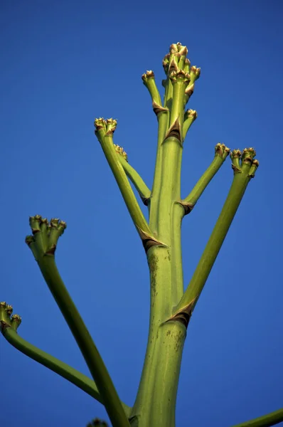 Vrchol velké Agave květinové stonky při západu slunce — Stock fotografie