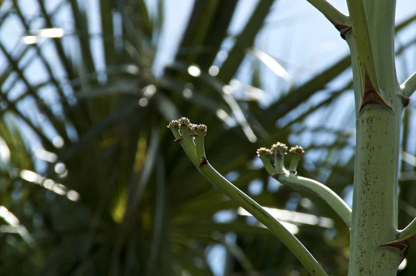 Blízkina velkých Agave květinových poupat — Stock fotografie