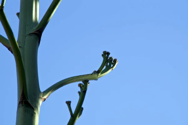 Brotes de flores con espiga en tallo de planta de agave grande —  Fotos de Stock