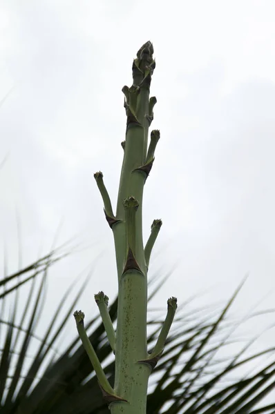 Invulgar grande século agave haste da flor — Fotografia de Stock