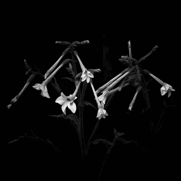 Nicotiana alata planta de tabaco florescendo no escuro — Fotografia de Stock