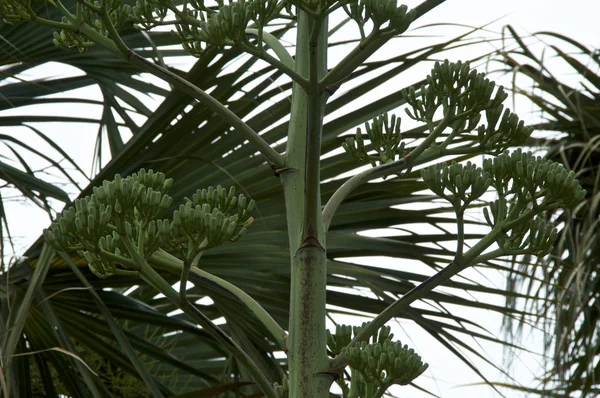 Primer plano de los brotes de flores en la planta de agave contra las palmeras —  Fotos de Stock