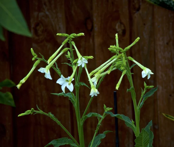 Nicotiana Alata dohány növény virág szárak — Stock Fotó