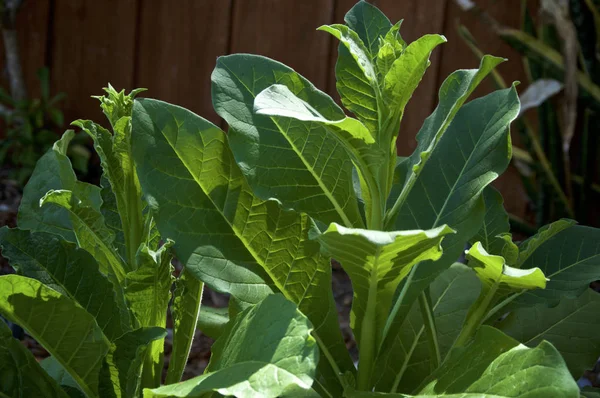 Nicotiana alata tütün bitkileri üzerinde büyüyen yeni çiçek sapları — Stok fotoğraf