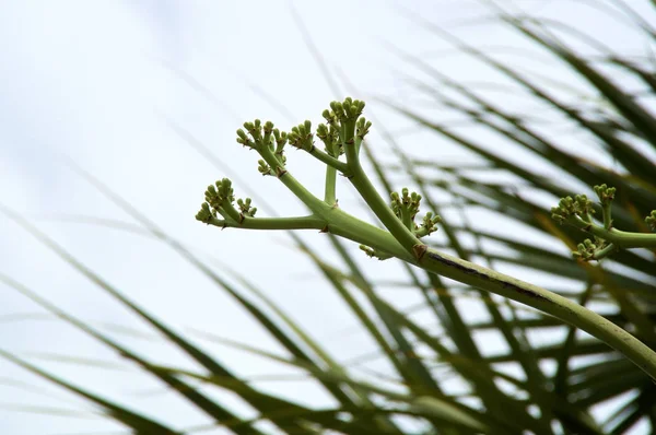 Gros plan des bourgeons floraux du siècle de l'agave — Photo