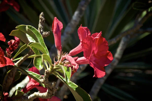 Red desert rose flowers in garden — Stock Photo, Image