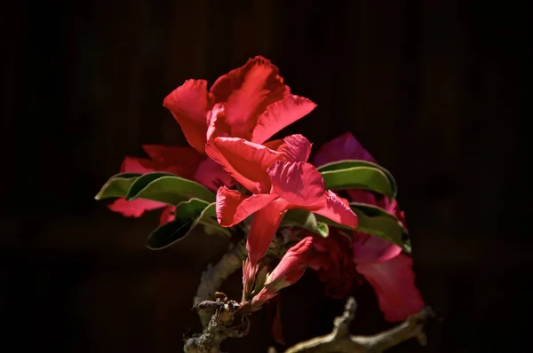 红色沙漠玫瑰花在阳光下 — 图库照片