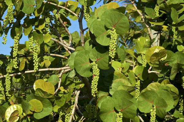 Bunches of tropical sea grapes on tree in morning — Stock Photo, Image