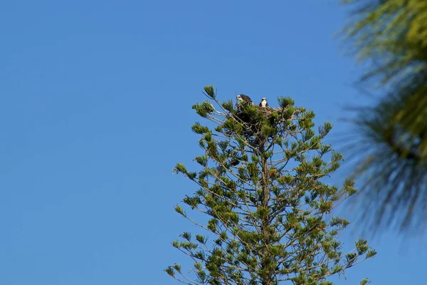 Hal Hawk Ospreys magasan fenyőfa fészket ég — Stock Fotó