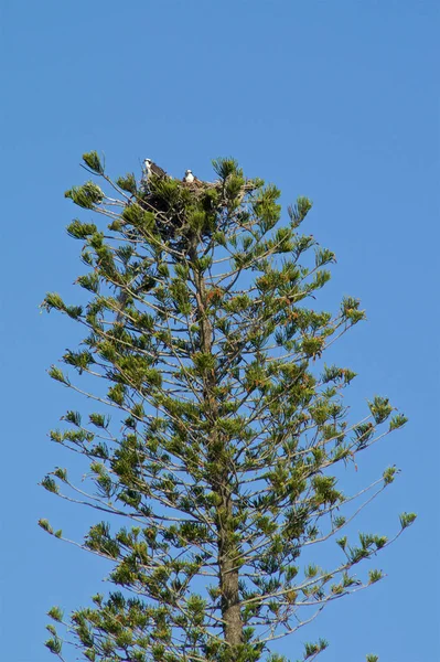 ospreys high up in pine tree nest against sky