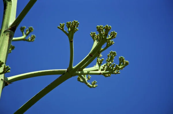 对深蓝色天空的龙舌兰花茎的特写 — 图库照片