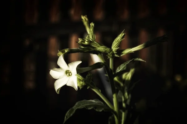 니코티아나 알라타 담배 식물 꽃 — 스톡 사진