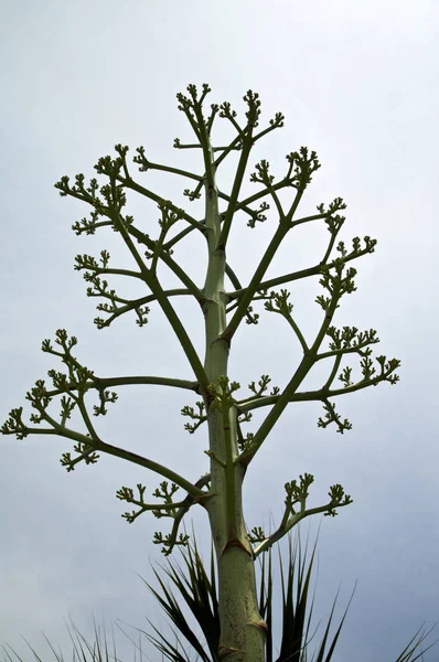 Top of large agave flower stalk — Stock Photo, Image