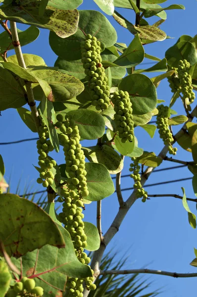 Cachos de uvas verdes contra o céu — Fotografia de Stock