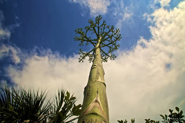 Looking up along stalk of agave tree like flower stalk — Stock Photo, Image