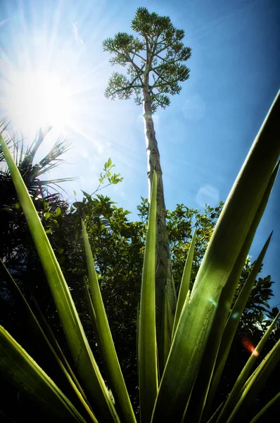 Агава растение с цветочным стеблем и солнце с бликом объектива — стоковое фото