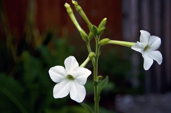 Nicotiana alata tütün bitki trompet çiçek sapları — Stok fotoğraf