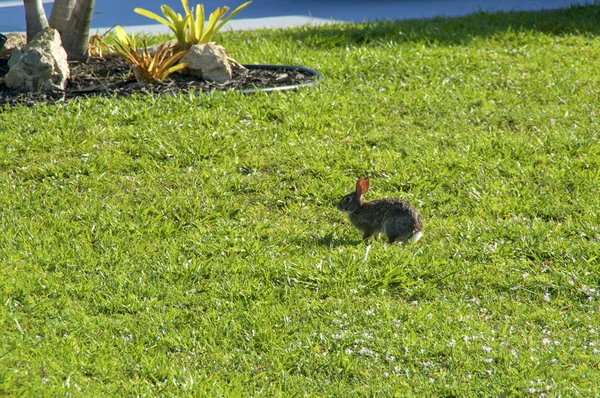 Wild eastern cottontail  rabbit on lawn with wet back — Stock Photo, Image