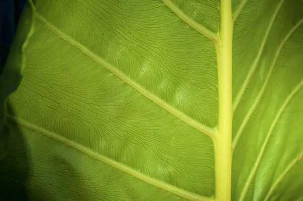 Large green and yellow leaf background — Stock Photo, Image