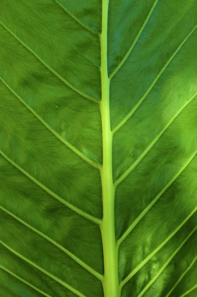 Grande folha verde fundo — Fotografia de Stock