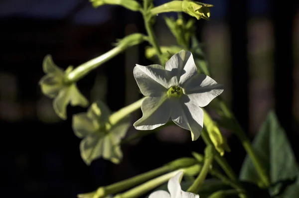 Nicotiana alata tobacco plant flowers — Stock Photo, Image