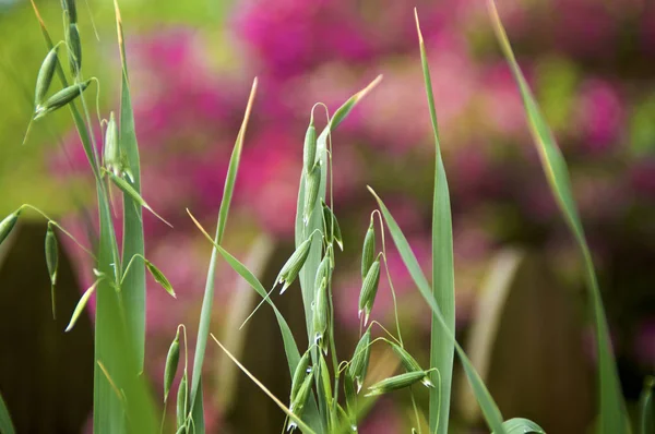 oats growing with vivid background